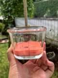 MPASI 6m+ Ayam Sayur Bening Beet