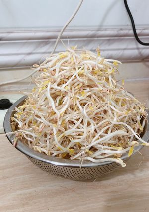 Hình của món Giá sạch nhà làm ☺️🍀- Giá chân dài.