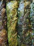 (⭐⭐⭐) Vegetarian Swiss Chard Rolls