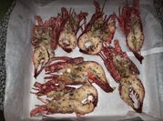 Gambar bayi lobster