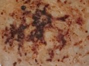 A picture of pepper onion paratha