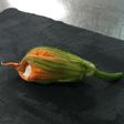 Flor de calabacín en tempura