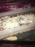 Puding oreo