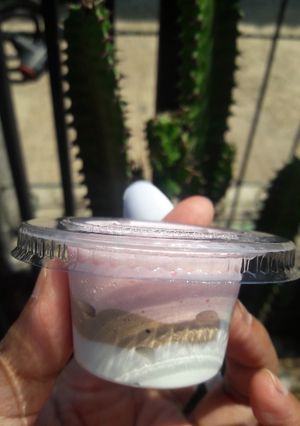 Foto resep Ice cream home made