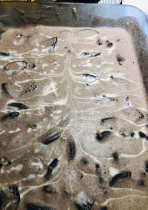 Una foto de Nieve de oreo
