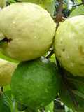 Guava menta suuco