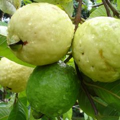 Guava menta suuco A picture of Guava menta suuco.
