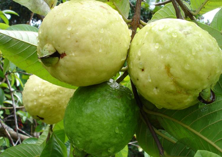 Guava menta suuco