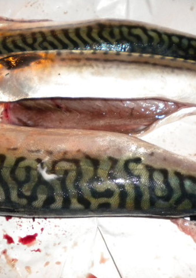 Una foto de Caballa a la sidra