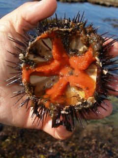Una foto de Erizos de mar