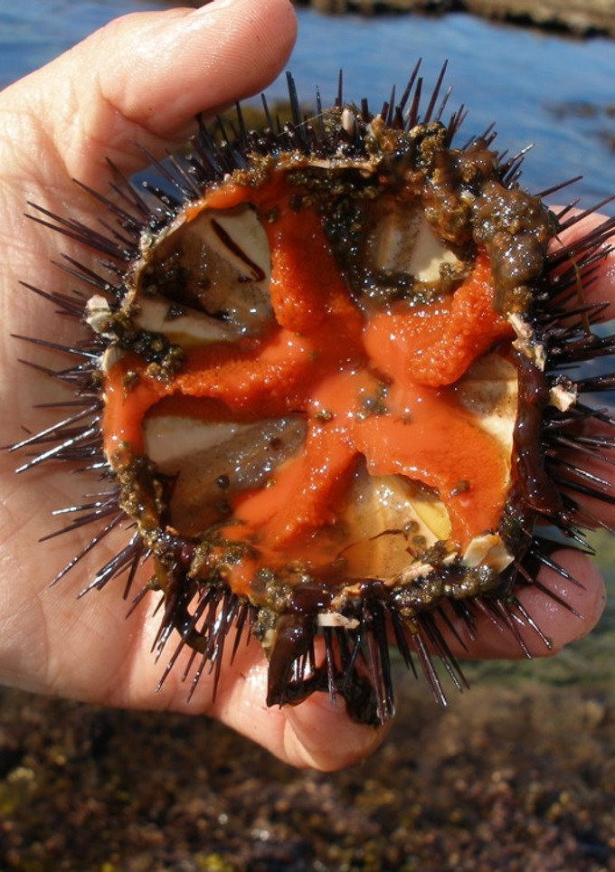 Una foto de Erizos de mar