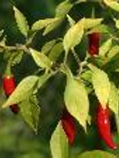 Una foto de Salsa picante mexicana
