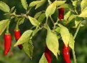 Foto principal de Salsa picante mexicana