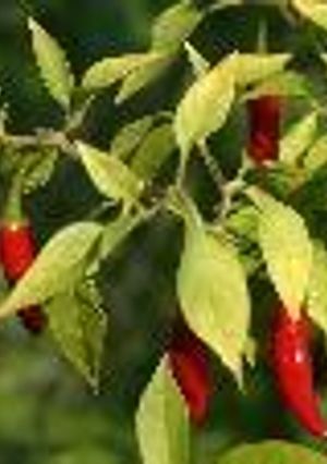 Una foto de Salsa picante mexicana