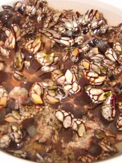 Una foto de Percebes cocidos