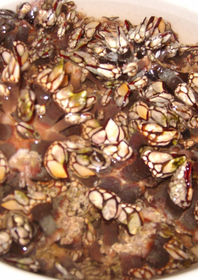Una foto de Percebes cocidos