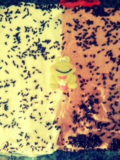 Una foto de Tarta de cumpleaños auténtica