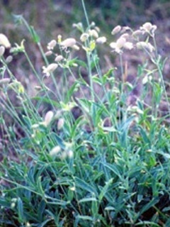 Foto principal de Arroz con collejas