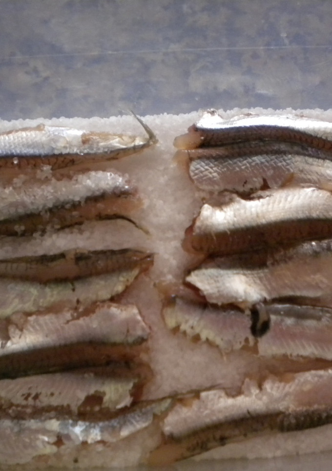Una foto de Elaboración de las anchoas en salazón