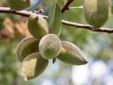 Horchata de almendras 