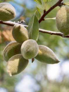Foto principal de Horchata de almendras