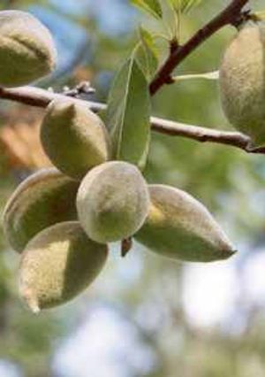 Una foto de Horchata de almendras 