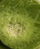 Sopa de espinacas