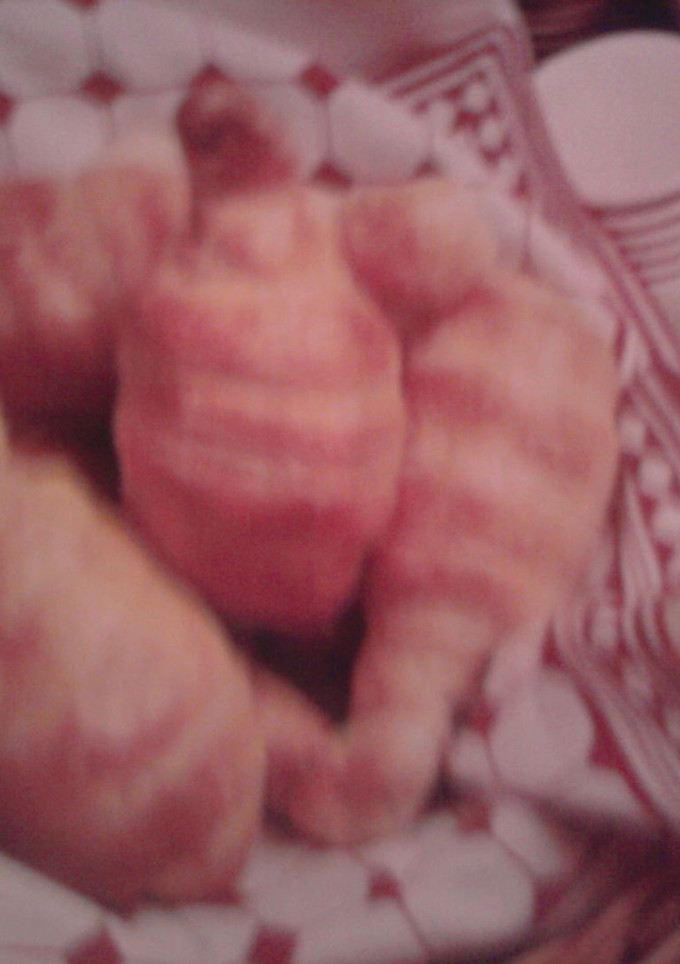 Una foto de Muslos de pollo con costra