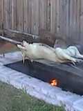 Puerco asado en su puya