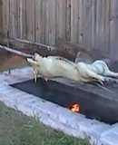Puerco asado en su puya