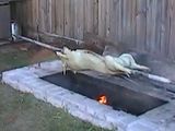 Puerco asado en su puya