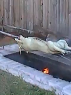 Una foto de Puerco asado en su puya