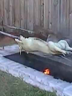 Una foto de Puerco asado en su puya
