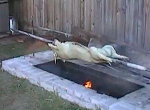 Foto principal de Puerco asado en su puya