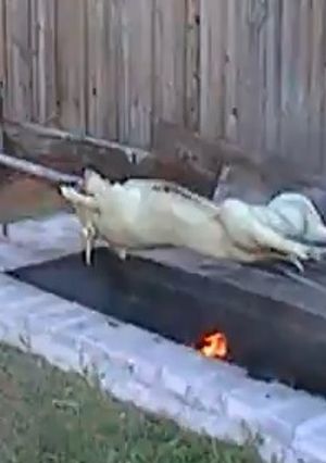 Una foto de Puerco asado en su puya