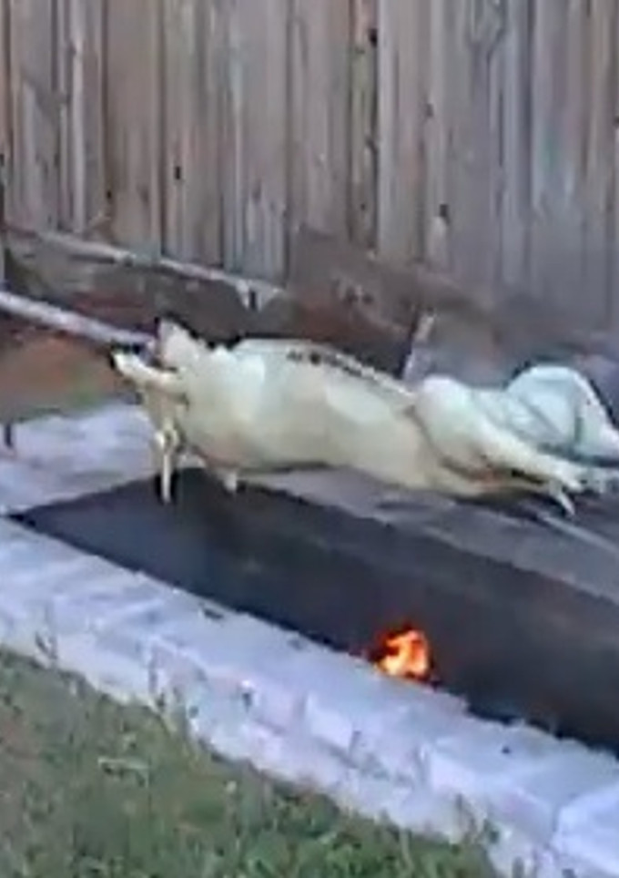 Una foto de Puerco asado en su puya