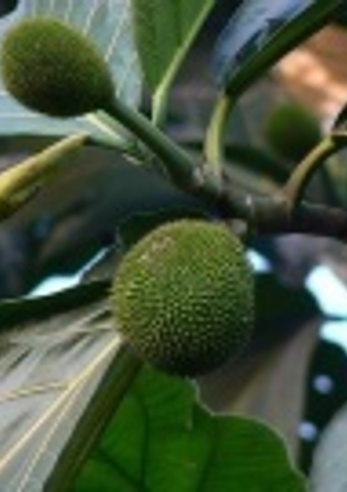 Una foto de Pan de fruta dominicano