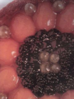 Una foto de Tarta de fruta con galleta falsa