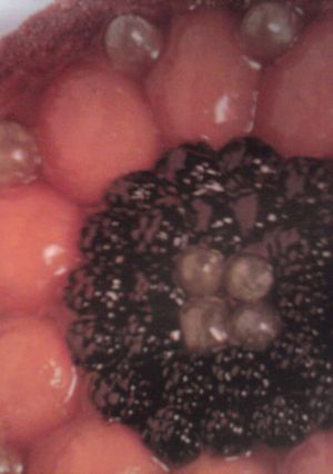 Una foto de Tarta de fruta con galleta falsa