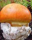 Carpaccio de amanita caesarea