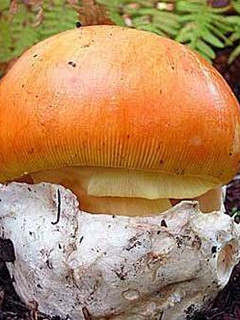 Una foto de Carpaccio de amanita caesarea