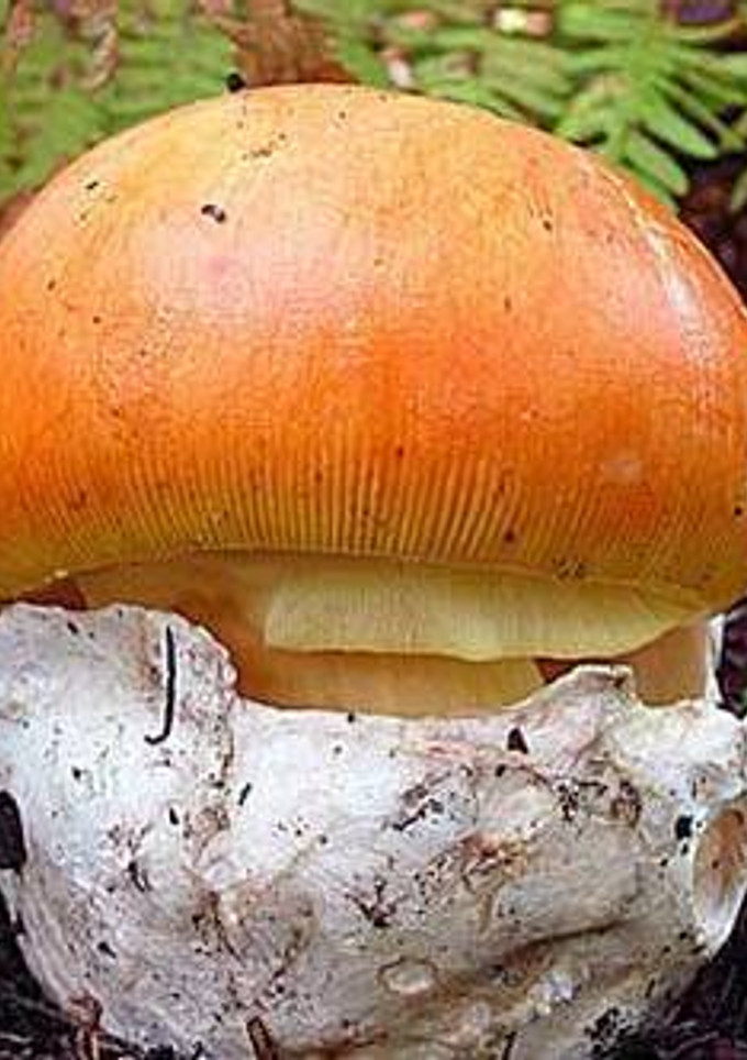 Una foto de Carpaccio de amanita caesarea
