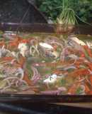 Cebiche de sardinas