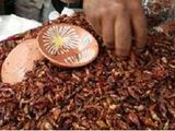 Salsa de jumiles