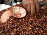 Salsa de jumiles