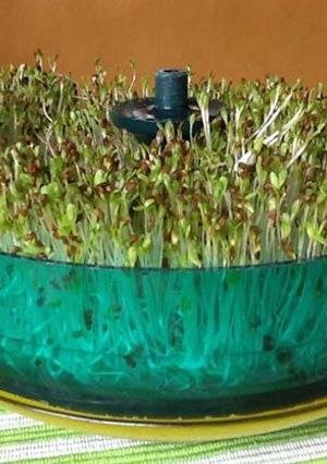 Una foto de Brotes de soja (cómo hacérlos en casa)