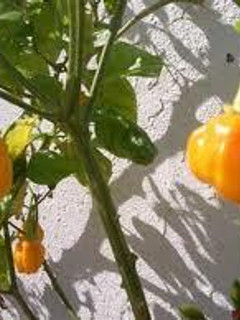 Una foto de Ajíes locoto con rodajitas de ajo al aceite de oliva
