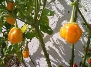 Una foto de Ajíes locoto con rodajitas de ajo al aceite de oliva