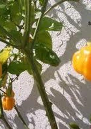 Una foto de Ajíes locoto con rodajitas de ajo al aceite de oliva