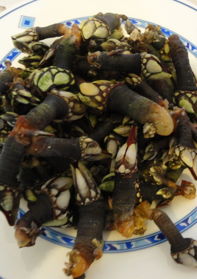 Una foto de Percebes gallegos cocidos